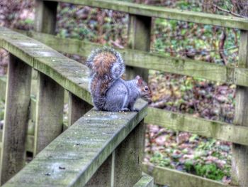 Monkey on stone wall