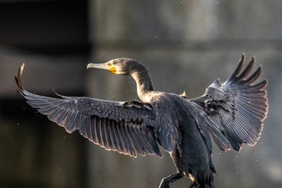 Close-up of eagle flying over water