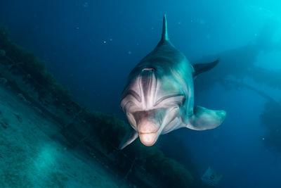 View of fish swimming in sea