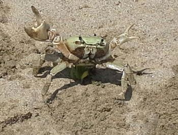 Close-up of crab on sand