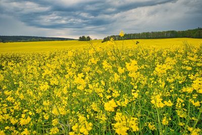 Scenic view of oilseed rape field against sky