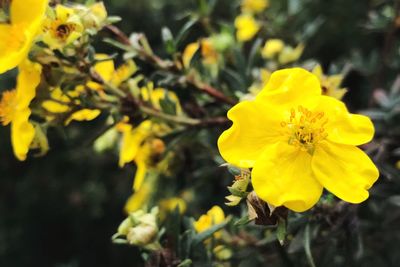 Close-up of yellow flowers