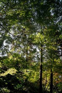 Low angle view of trees in forest