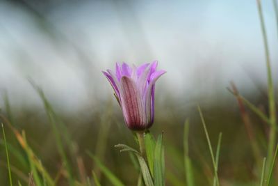 Close-up of pink crocus flower