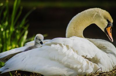 Close-up of white swan