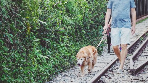 Low section of woman with dog walking on floor