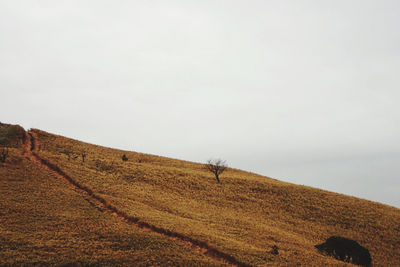 View of horse on field against sky