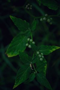 Close-up of fresh green plant