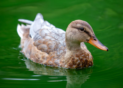 Close-up of duck swimming in lake