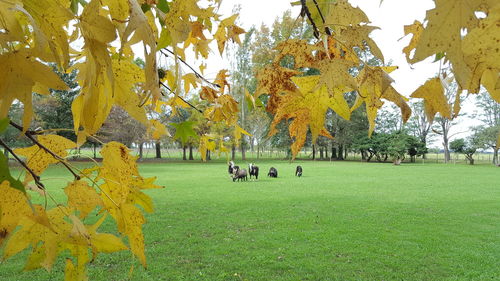 Autumn leaves on a field