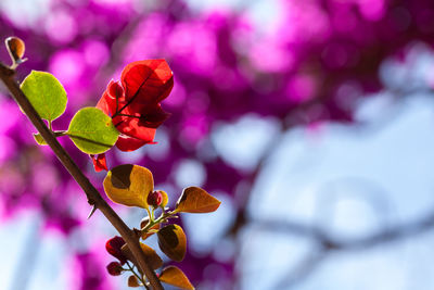 Close-up of pink flowering plant