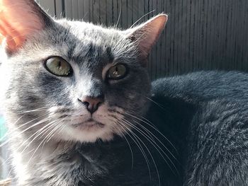 Close-up portrait of cat