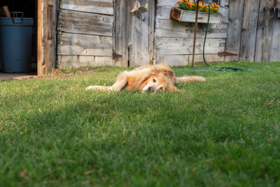 View of a dog relaxing on field