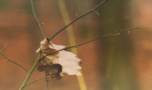 Close-up of insect on plant