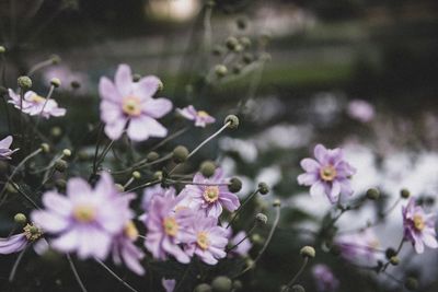 Close-up of pink flowering plants