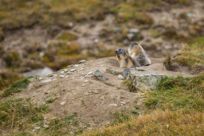 Squirrel on rock on field