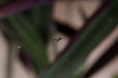 Close-up of spider on web