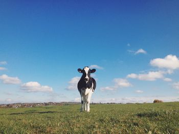 Cows grazing on grassy field