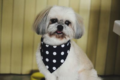 Close-up portrait of dog