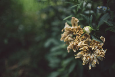 Close-up of flower