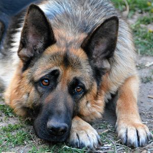 Close-up portrait of dog