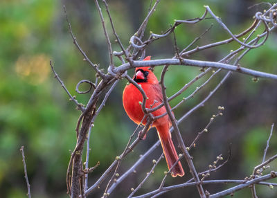 Close-up of a bird perching on branch