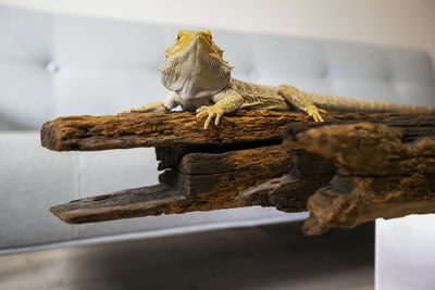 Close-up of lizard on wood