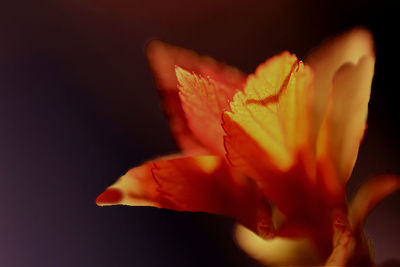 Close-up of hand holding flower over white background