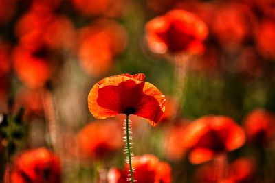 Close-up of red poppy flowers