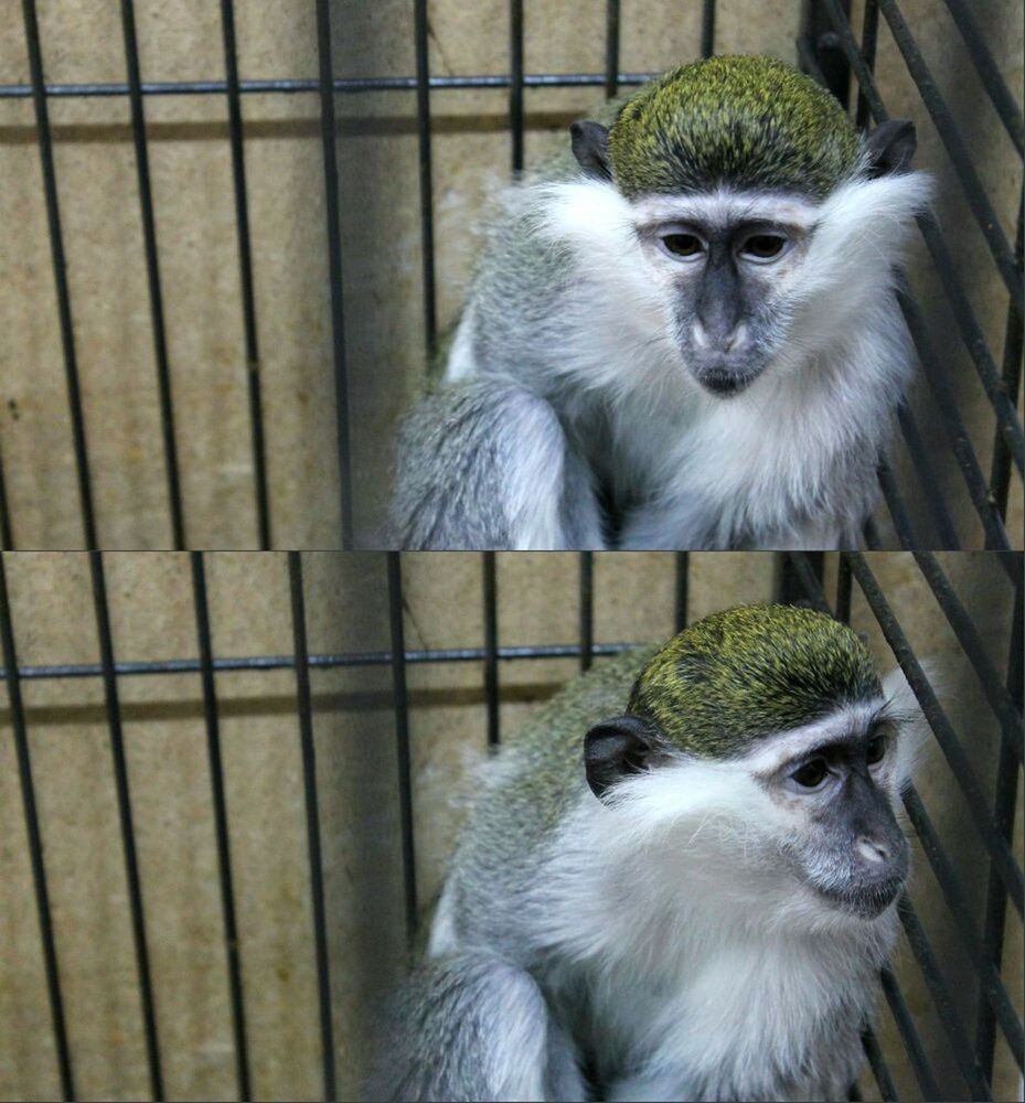 animal themes, one animal, animals in the wild, wildlife, portrait, looking at camera, bird, monkey, close-up, front view, sitting, focus on foreground, outdoors, bird of prey, owl, fence, day, mammal, animal head