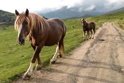 Horse grazing on grassy field