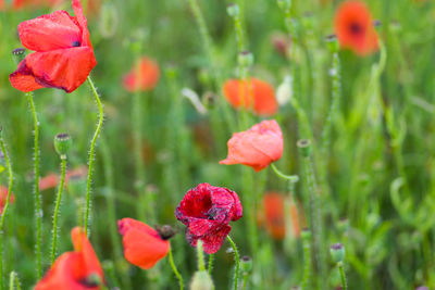 Close-up of red poppy flowers