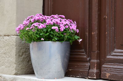 Close-up of flower plants against wall