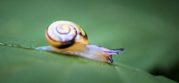 Close-up of snail on leaf