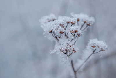 Frozen plants