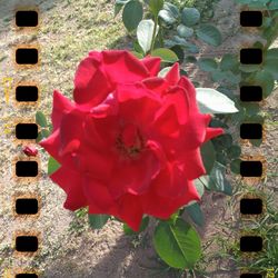 Close-up of red flowers blooming outdoors