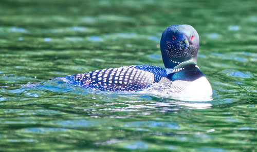 Close-up of duck swimming in lake