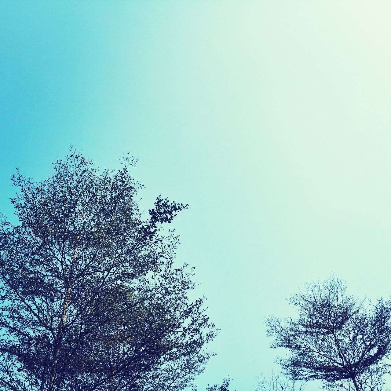 low angle view, clear sky, tree, copy space, branch, blue, growth, high section, nature, bare tree, beauty in nature, treetop, tranquility, outdoors, day, no people, sky, silhouette, scenics, sunlight