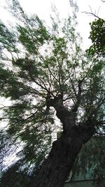 Low angle view of tree