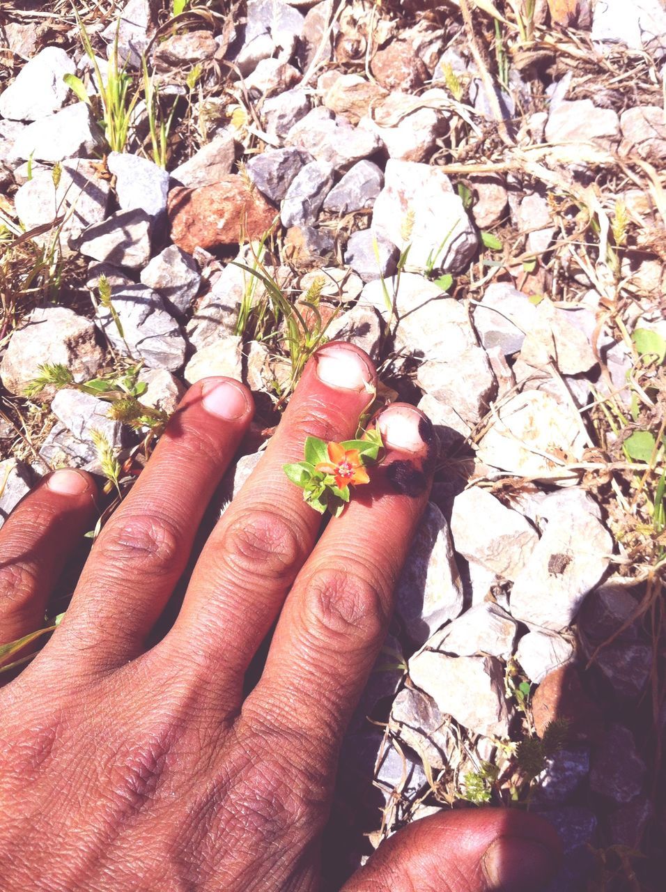 person, part of, freshness, holding, personal perspective, cropped, growth, leaf, close-up, human finger, unrecognizable person, flower, plant, nature, day, high angle view, outdoors