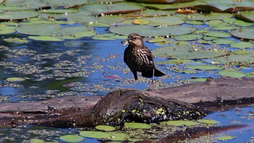 Bird perched on a log in a lake