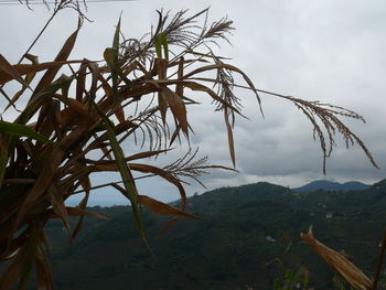 Scenic view of landscape against cloudy sky