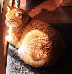 Close-up of ginger cat at home