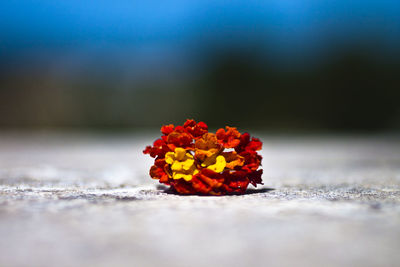 Close-up of red fruit