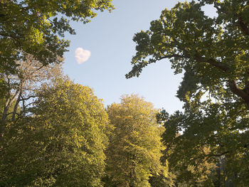 Low angle view of trees against sky during autumn