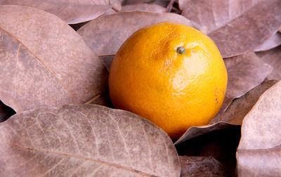 Close-up of oranges against white background