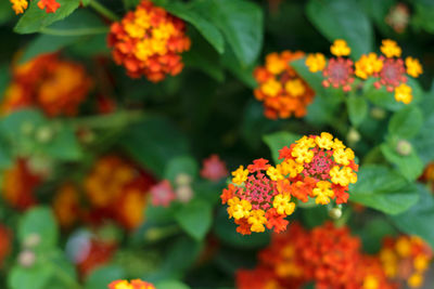 Close-up of orange marigold flowers