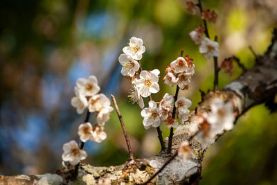 Close-up of white cherry blossom tree