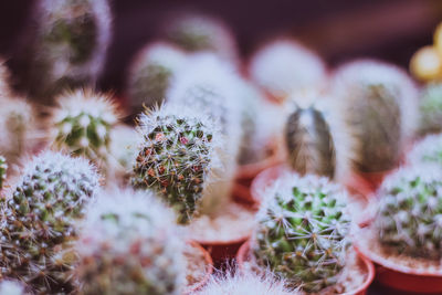 Close-up of cactus plant