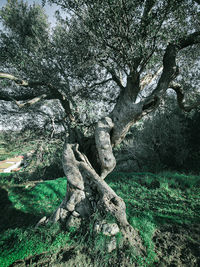 Tree trunk on field in forest